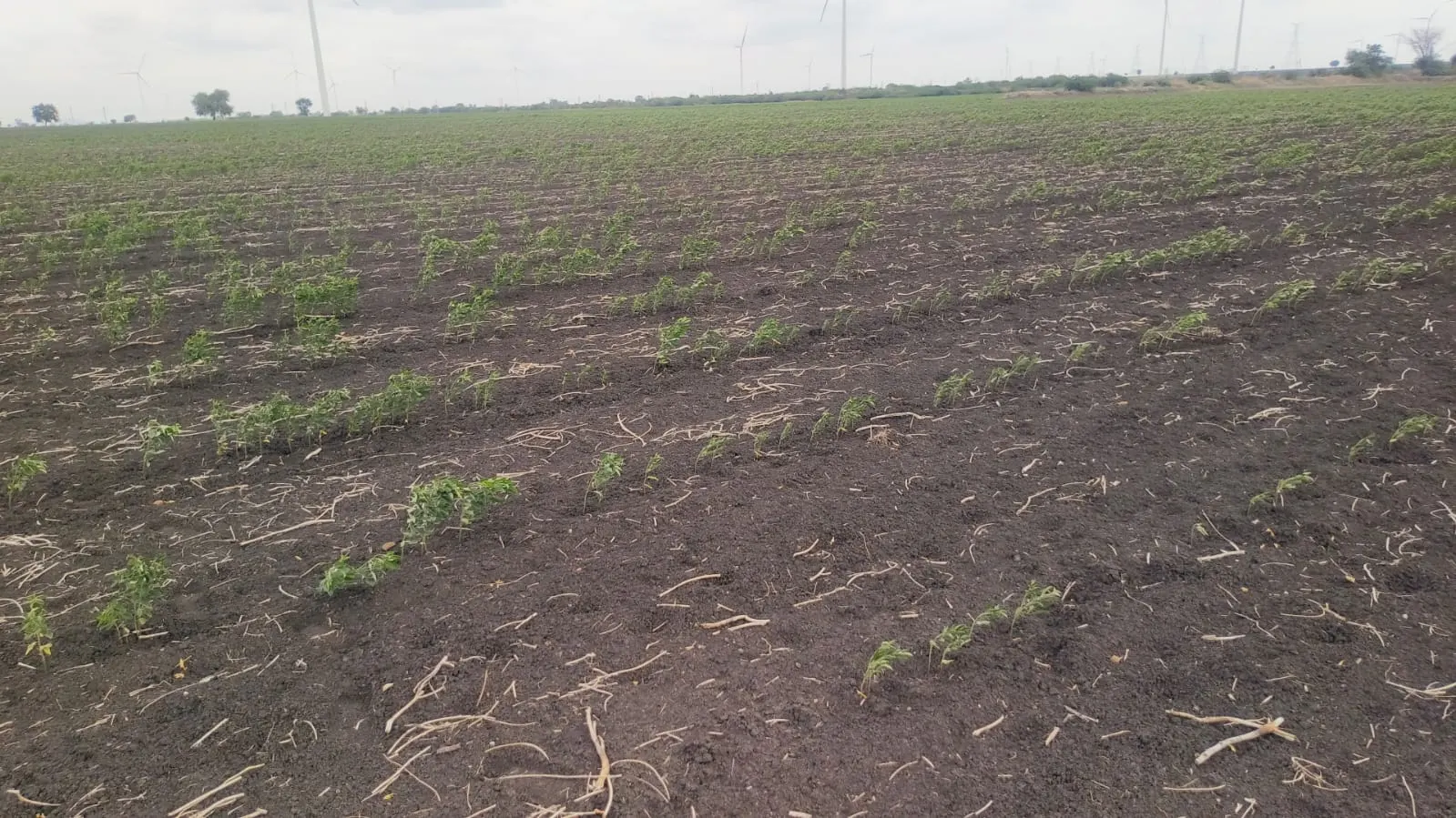 20 Acres Land Sale Near Dubbak